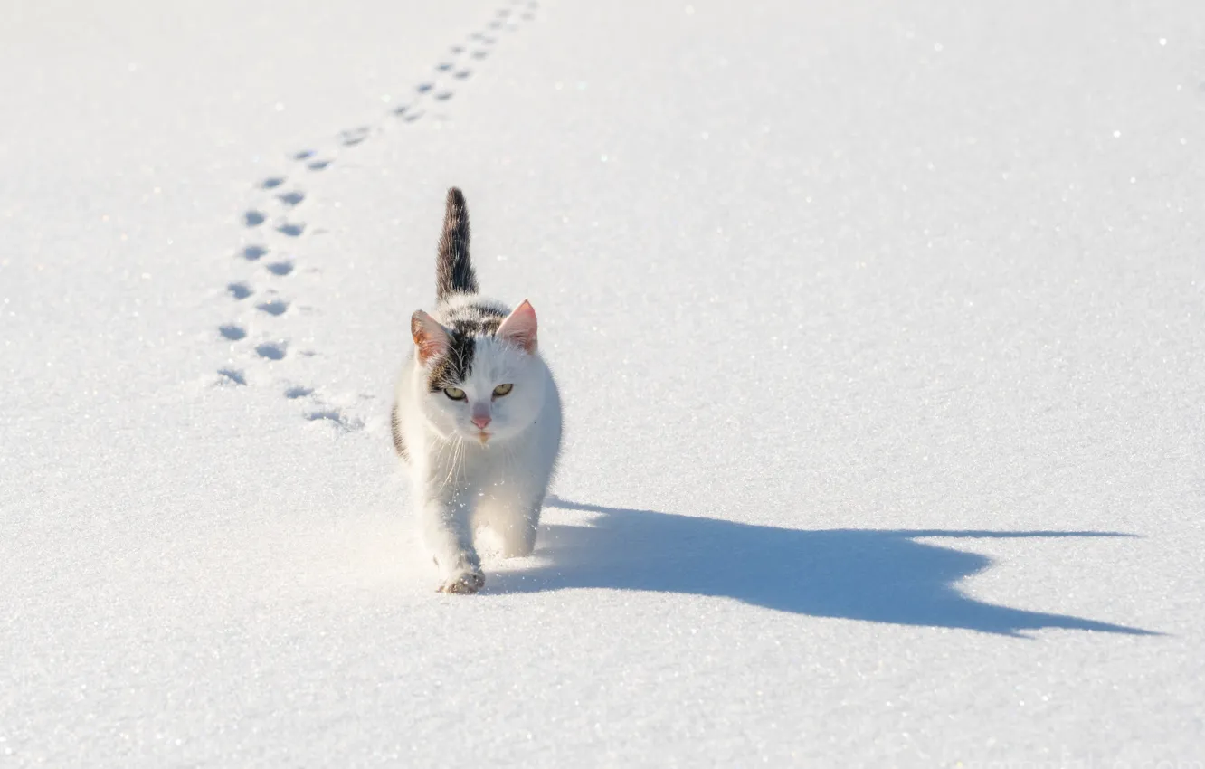 Фото обои зима, кошка, кот, снег, следы, тень, котейка