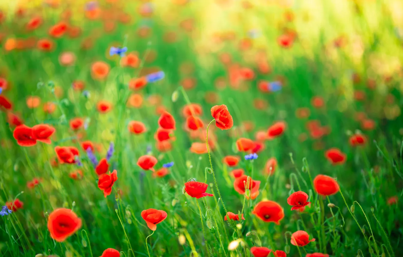 Фото обои зелень, лето, красный, фон, поляна, яркие, мак, маки
