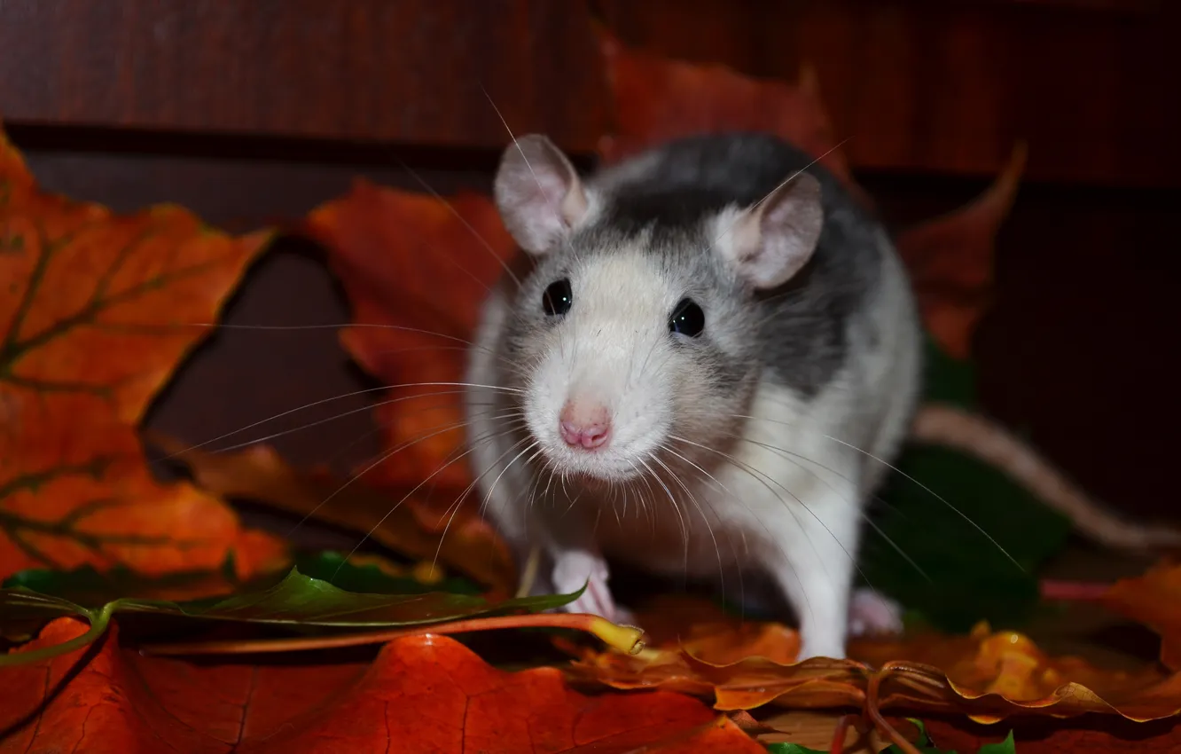 Фото обои autumn, rat, mouse, fauna