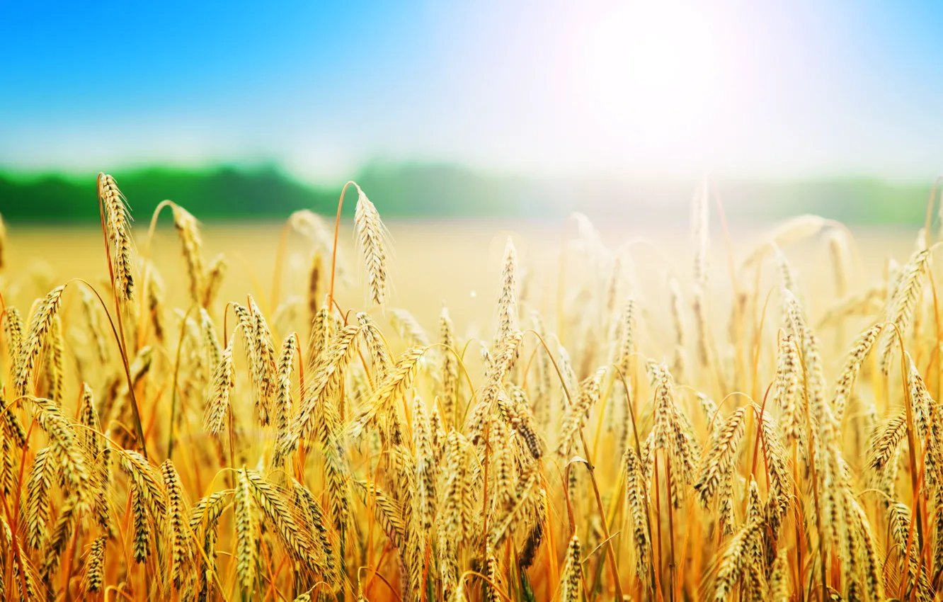 Фото обои пшеница, поле, лето, природа