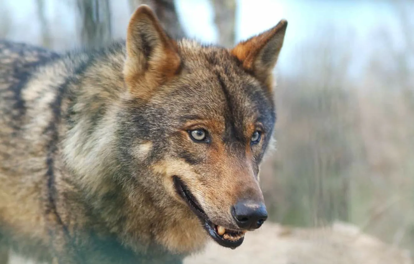 Фото обои nature, predator, animal, wolf, wildlife, portrait, portrait., red wolf
