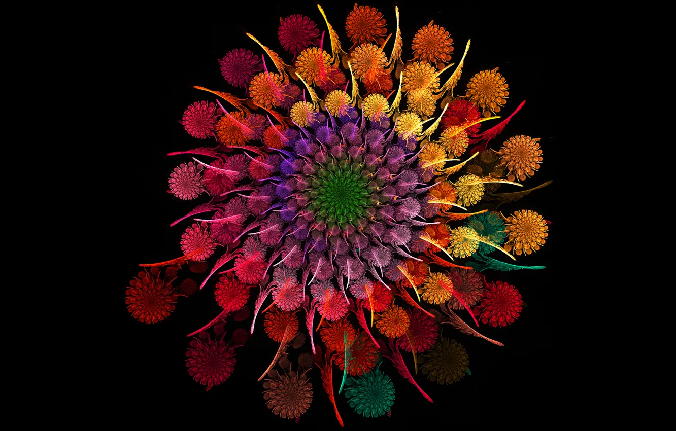 Фото обои цветок, круг, радуга, букет, спираль, лепестки