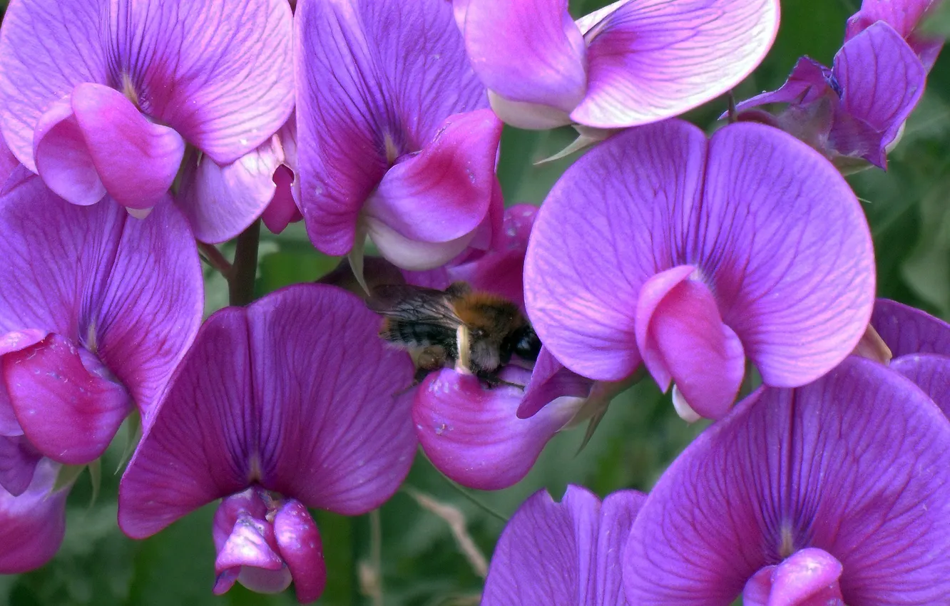 Фото обои цветы, пчела, фон, обои, горошек