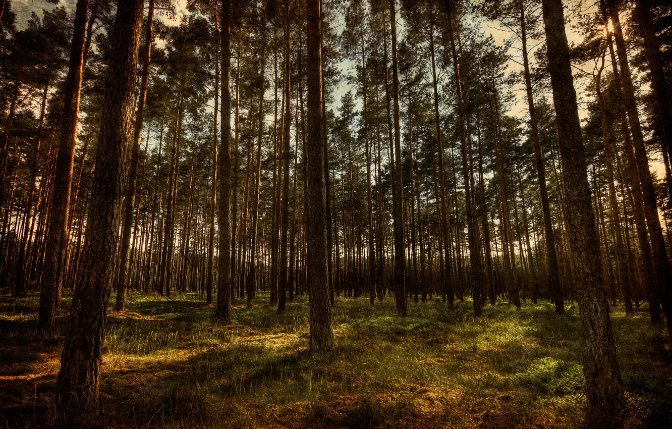 Фото обои лес, деревья, природа, hdr