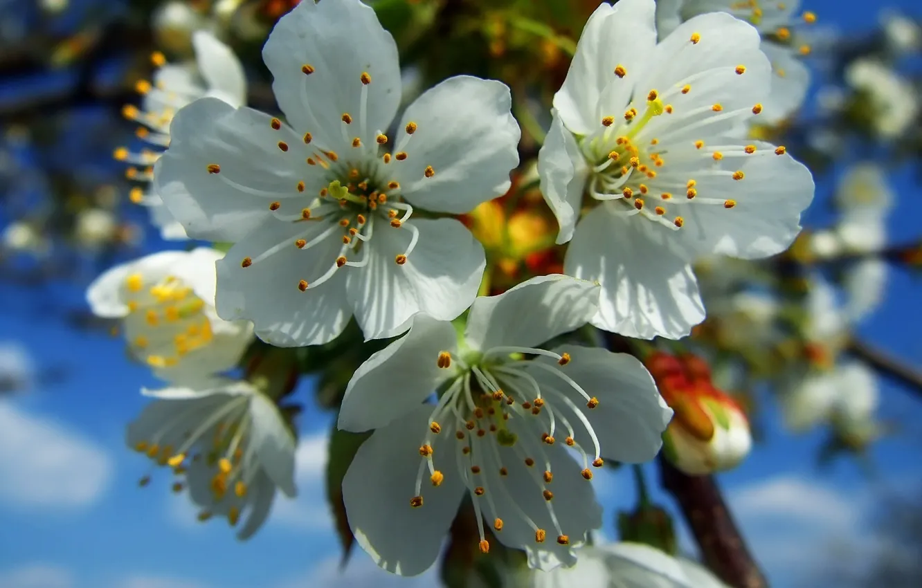 Фото обои весна, белые, цветение