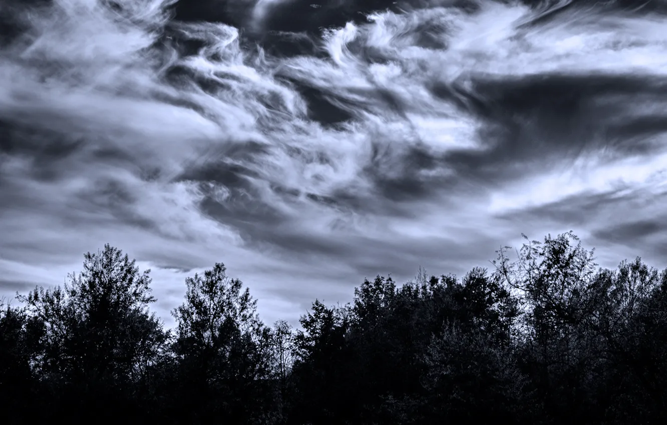 Фото обои небо, облака, деревья, сумерки, причудливый