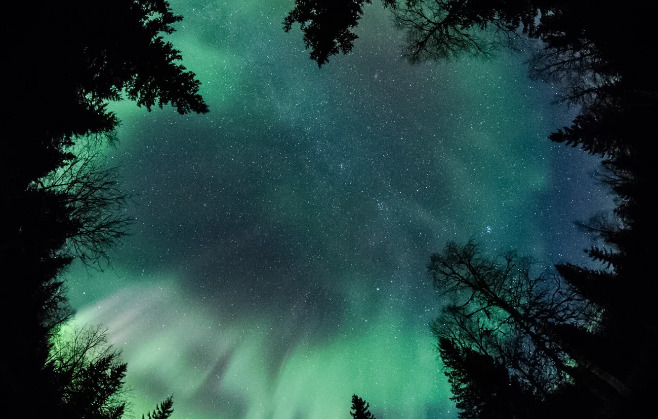 Фото обои лес, небо, звезды, деревья, ночь, северное сияние