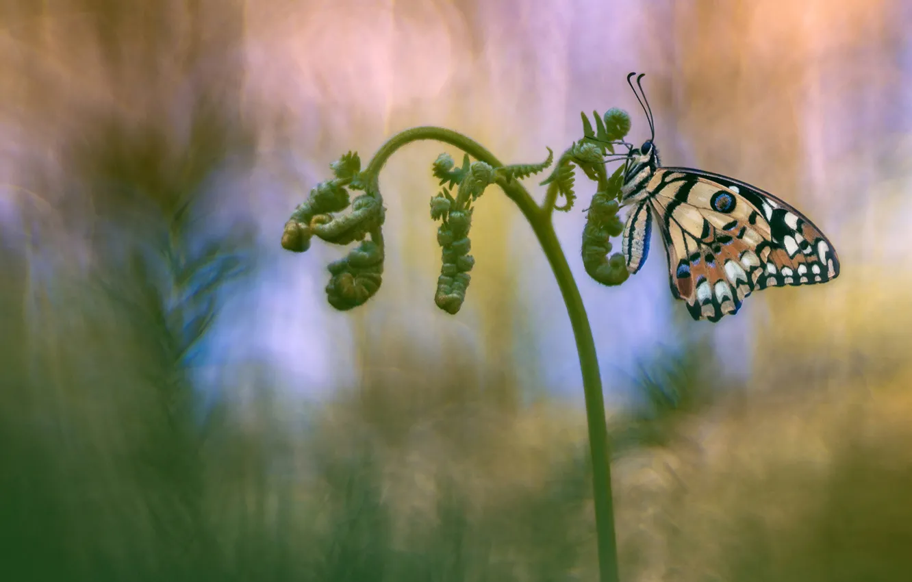 Фото обои фон, бабочка, насекомое, папоротник, обои от lolita777