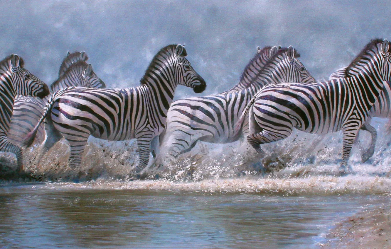 Фото обои Вода, Картина, Зебры, Дикая природа, Британский художник-анималист, Pip McGarry, Пип МакГарри, Бегущие зебры