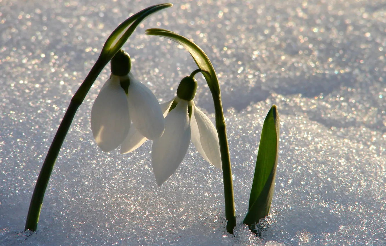 Фото обои макро, свет, снег, цветы, настроение, блеск, весна, первоцвет