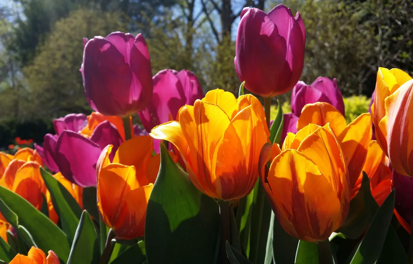 Фото обои свет, цветы, яркие, весна, сад, тюльпаны, оранжевые, бутоны