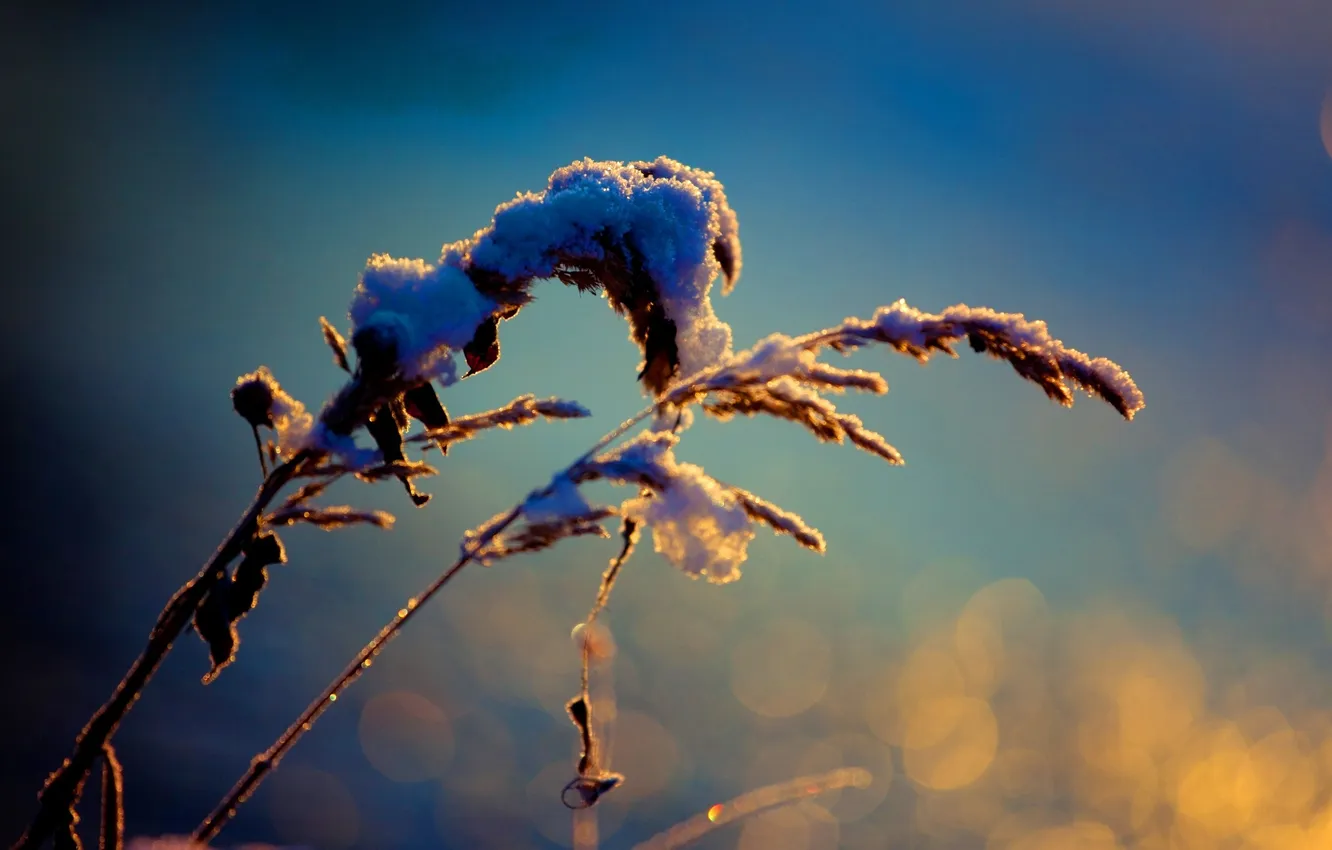 Фото обои цвета, макро, снег, природа, фото, фон, обои, растение
