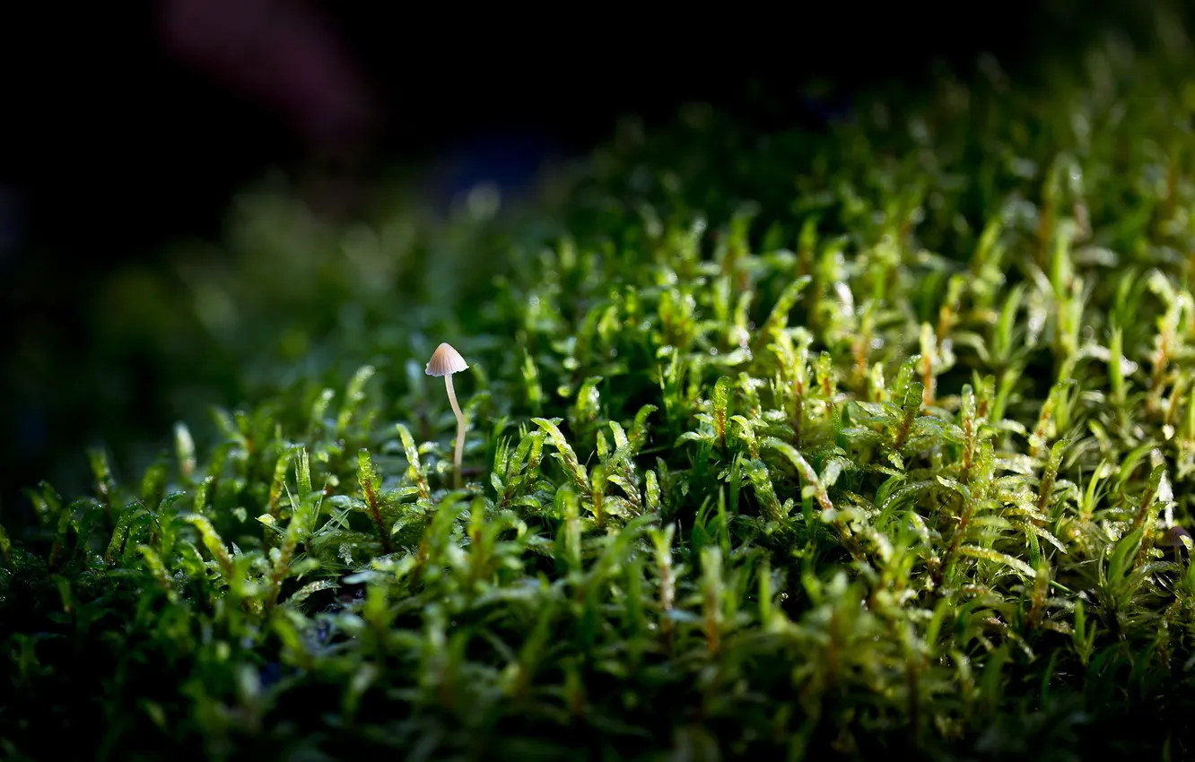 Фото обои forest, wood, autumn, mushroom