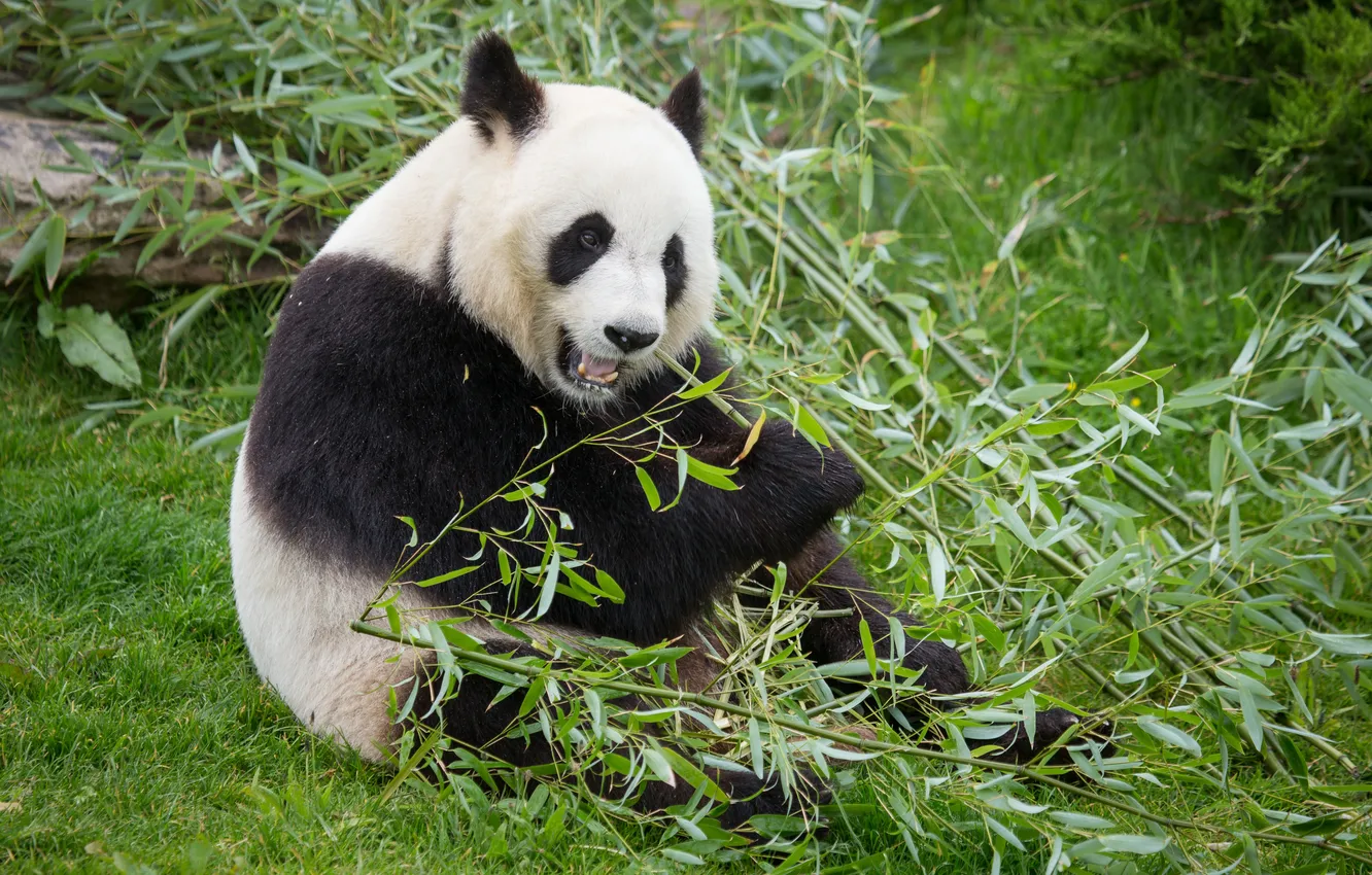 Фото обои трава, бамбук, медведь, панда