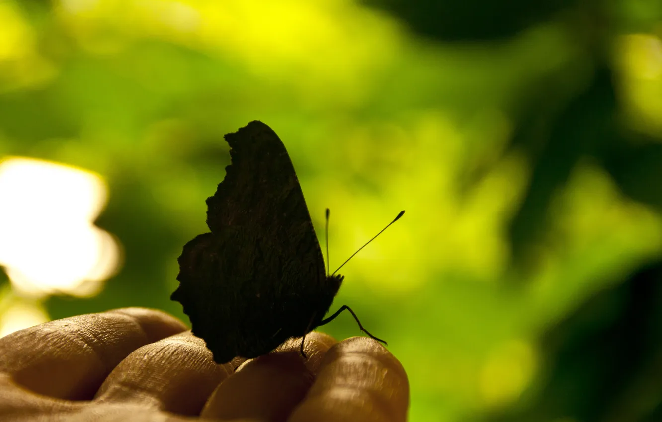 Фото обои природа, бабочка, рука, пальцы