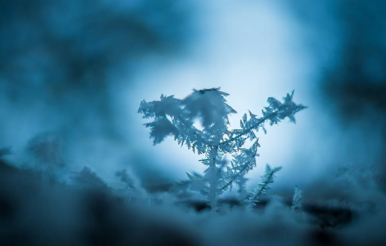 Фото обои холод, лед, зима, макро, снег, синий