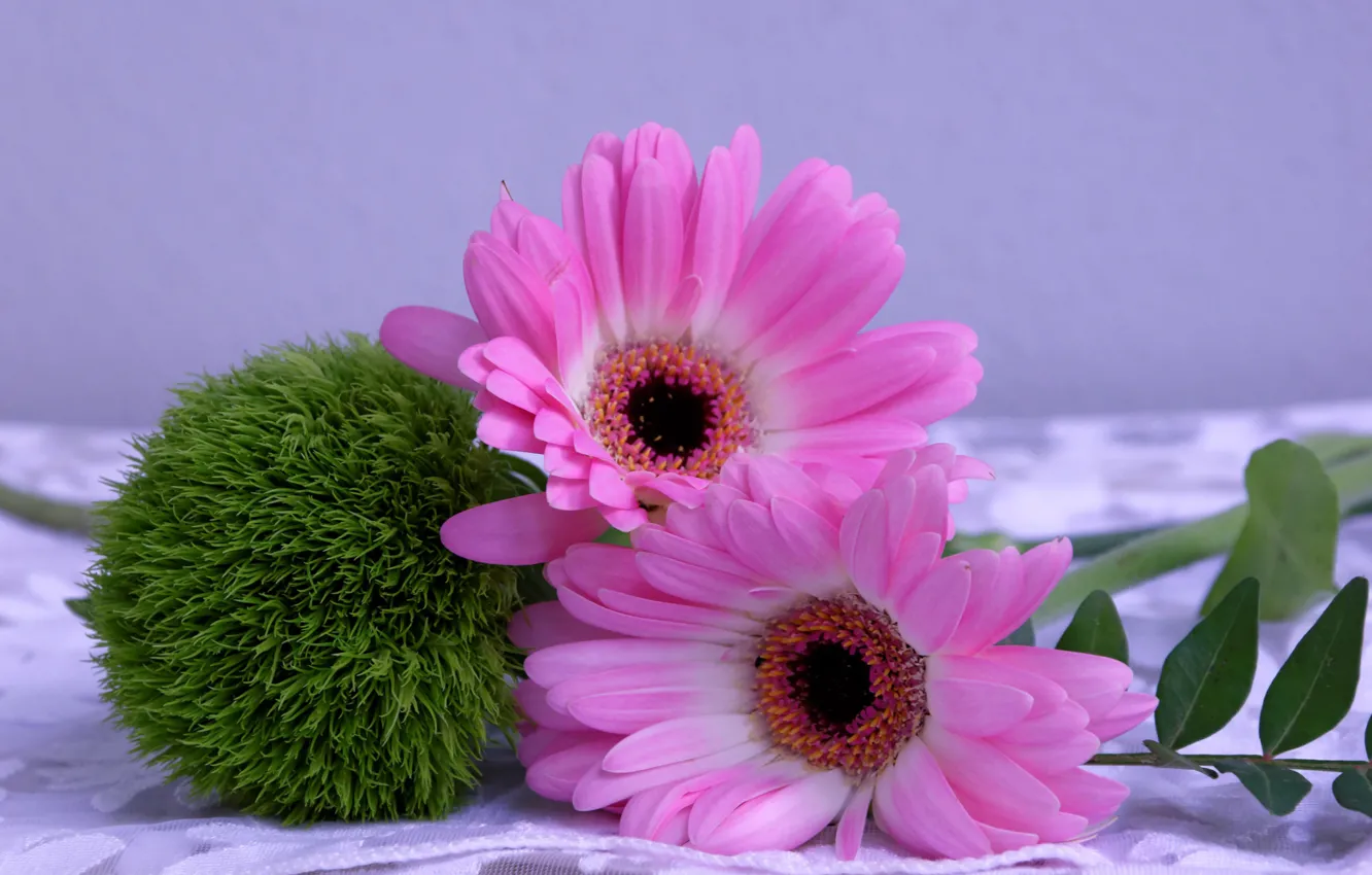 Фото обои цветок, цветы, шар, гербера