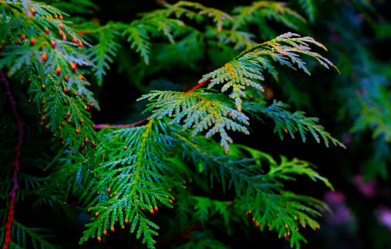 Фото обои green, plant, twig