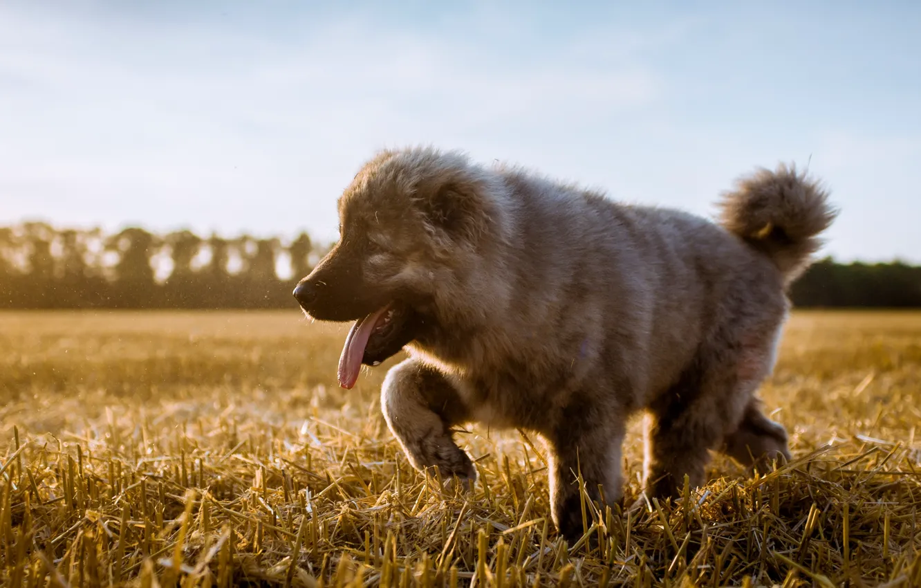 Фото обои поле, язык, собака, щенок, жнивьё, Кавказская овчарка