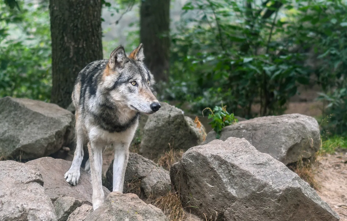 Фото обои fantasy, nature, art, snow, predator, face, animal, wolf