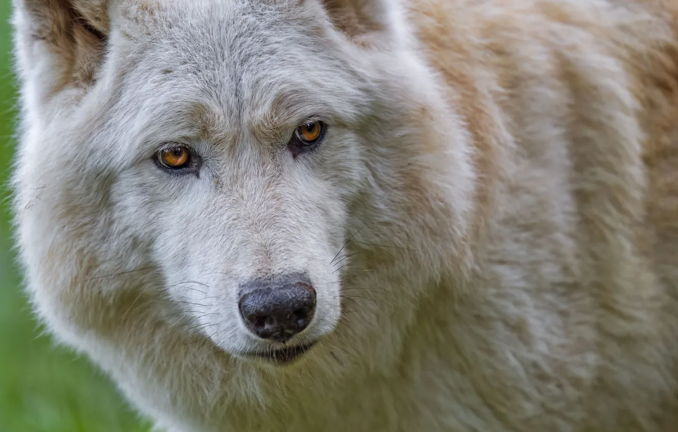 Фото обои nature, face, animal, wolf, wildlife, head, fur, mammal