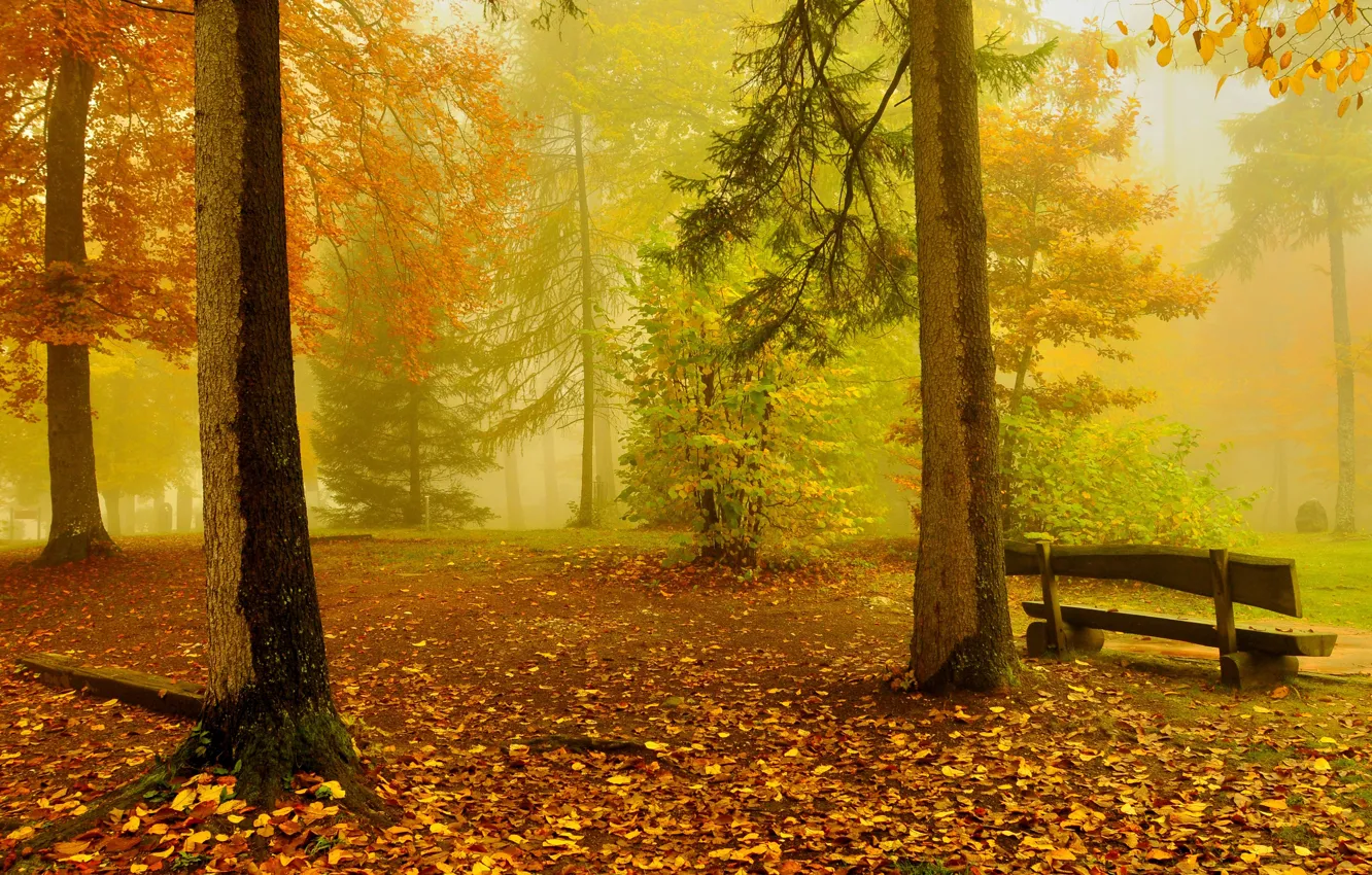 Фото обои осень, лес, деревья, скамейка, желтый, золотой