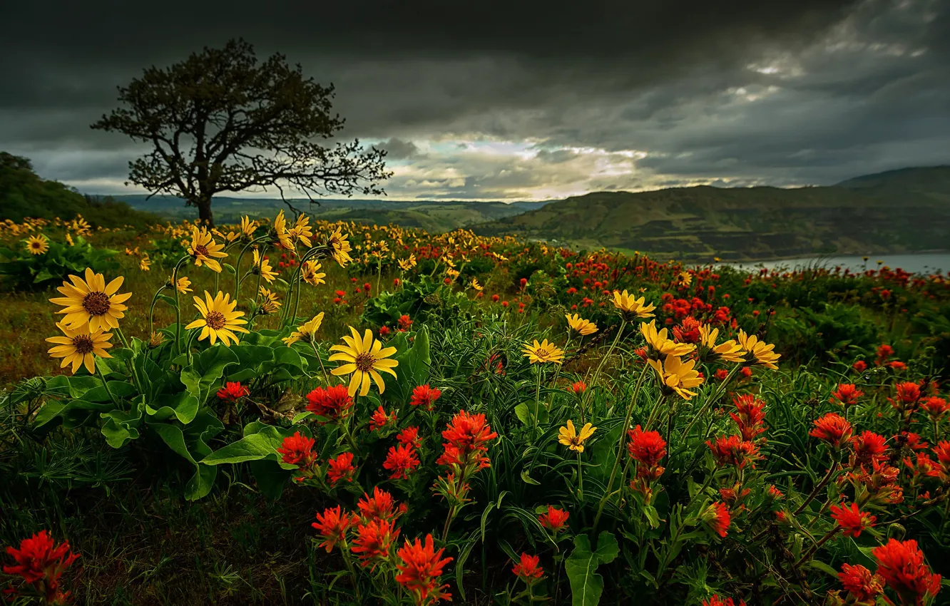 Фото обои цветы, горы, дерево, Орегон, Oregon, Columbia River Gorge, бальзамориза, Ущелье реки Колумбия