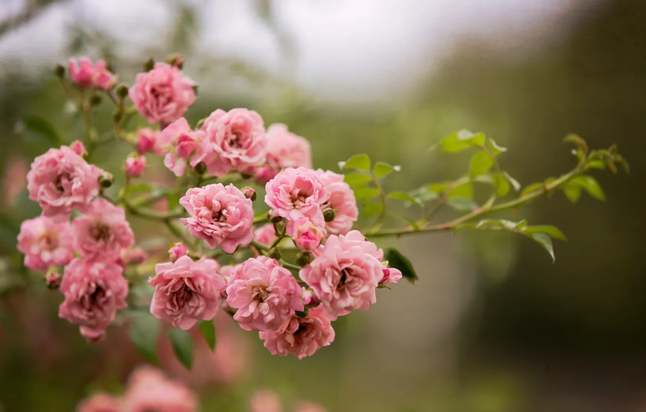 Фото обои цветы, природа, куст, розы, ветка, розовые