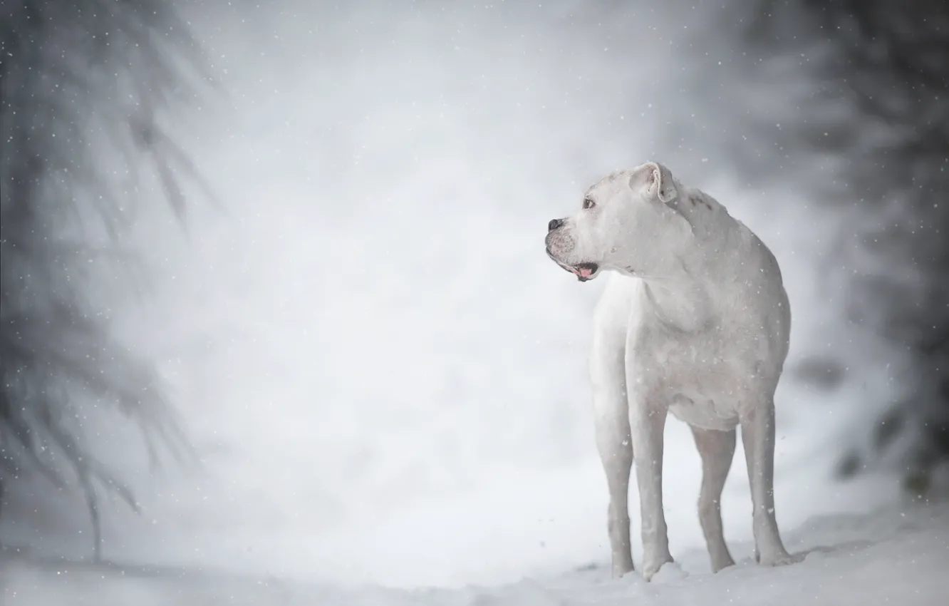 Фото обои зима, белый, собака, боке, боксёр