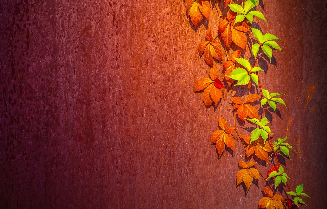 Фото обои листья, фон, стена