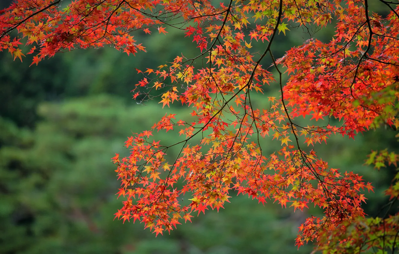 Фото обои осень, листья, ветка, клен