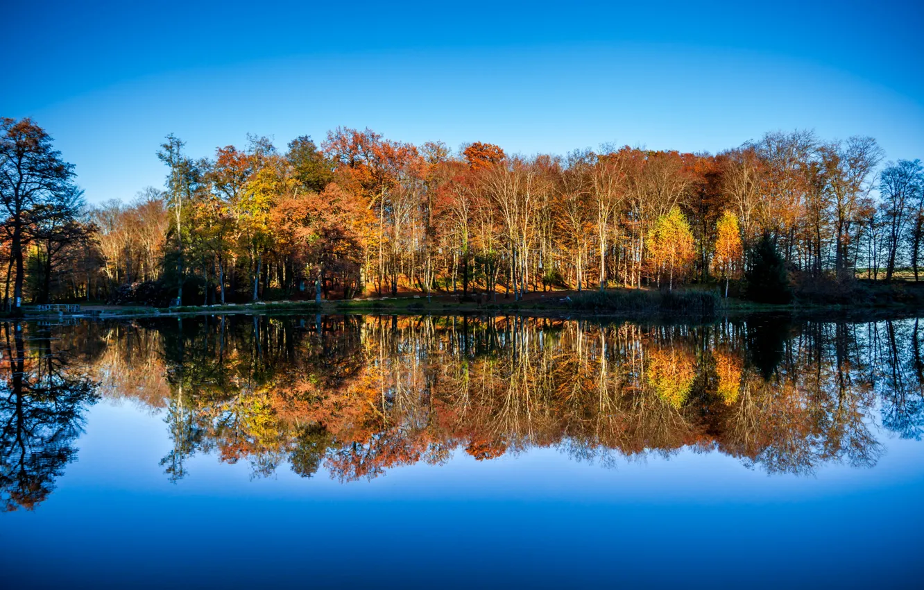 Фото обои lake, mirror, woodland