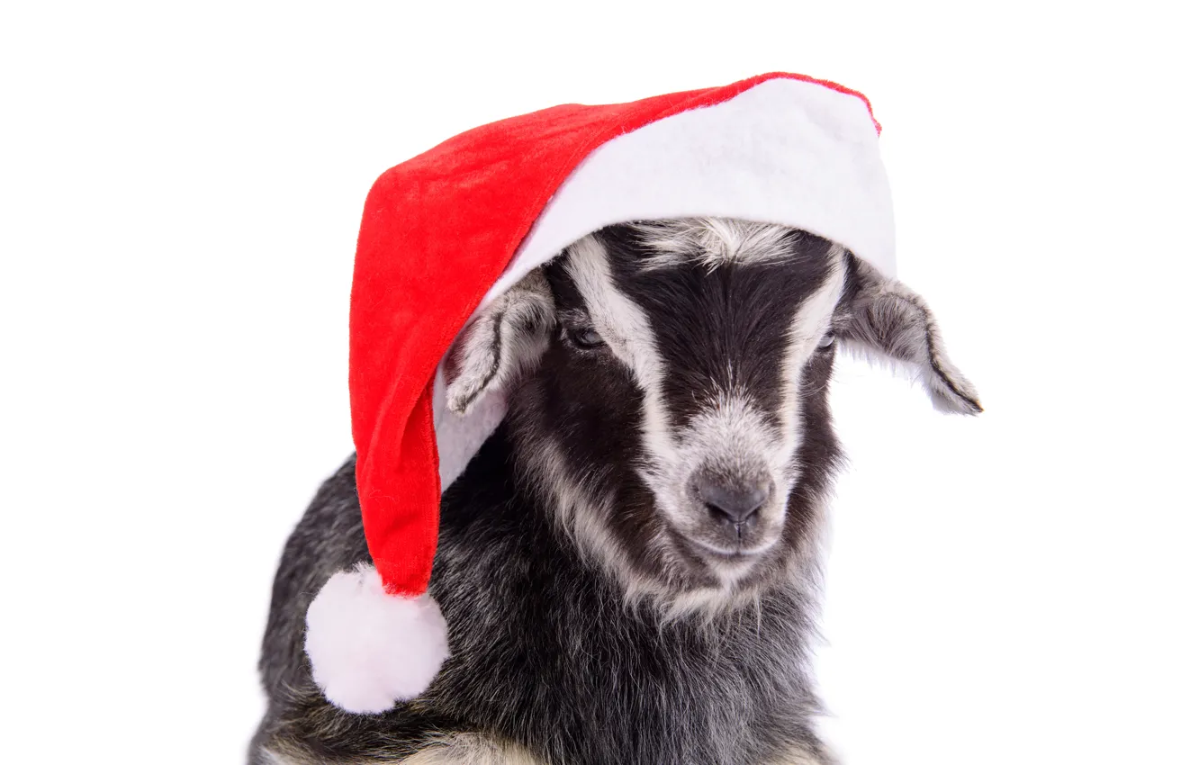 Фото обои шапка, Новый Год, коза, New Year, goat, 2015, santa hat, год козы