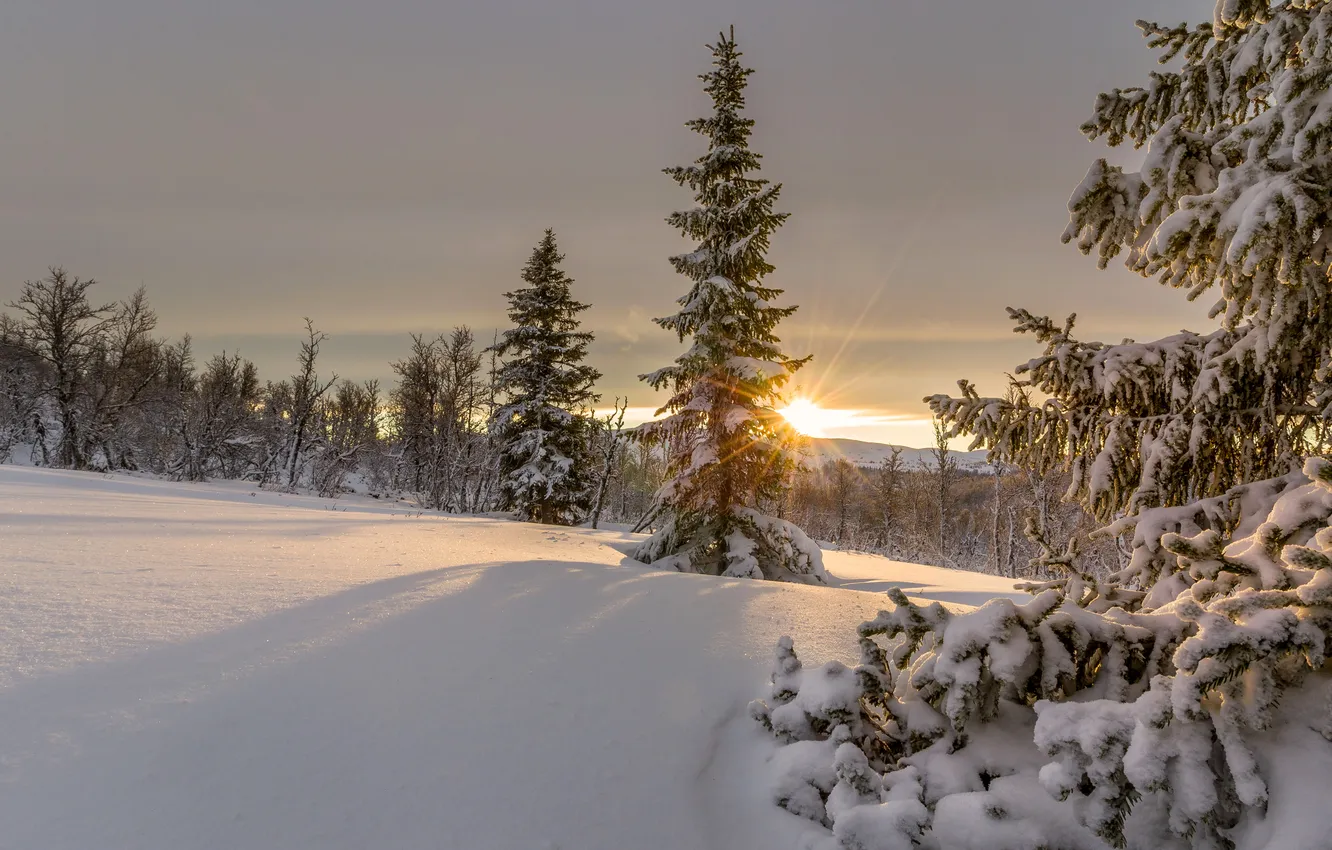 Фото обои зима, небо, солнце, лучи, снег, деревья, закат, ель