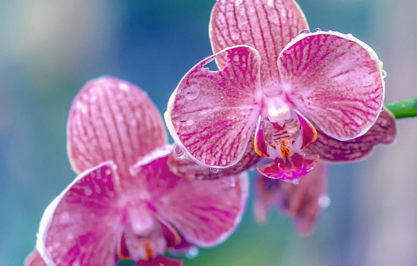 Фото обои капли, макро, лепестки, экзотика, орхидея