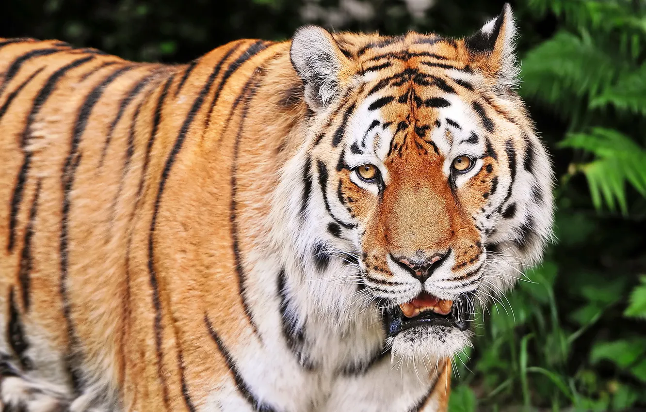 Фото обои взгляд, морда, тигр, хищник