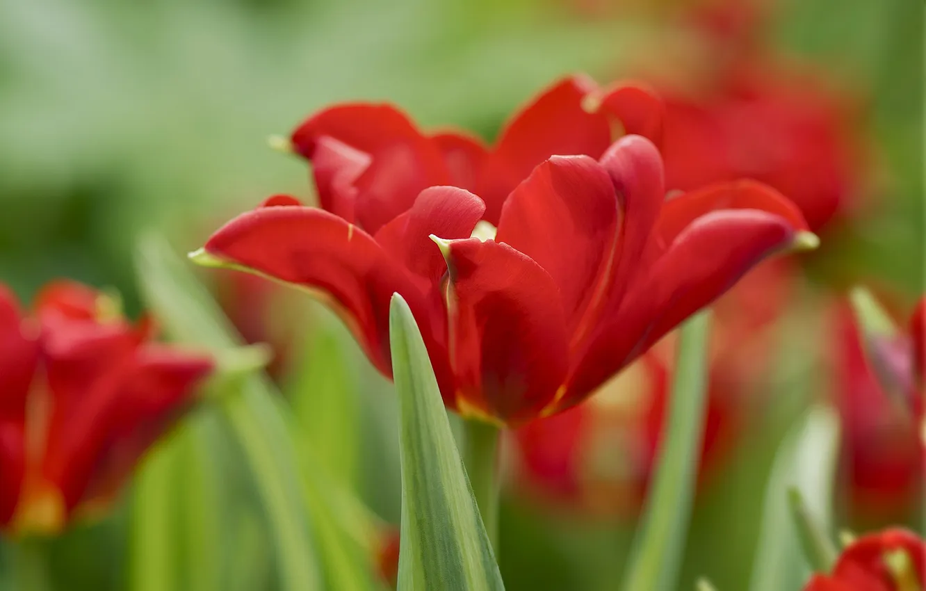Фото обои фон, тюльпан, тюльпаны, красные
