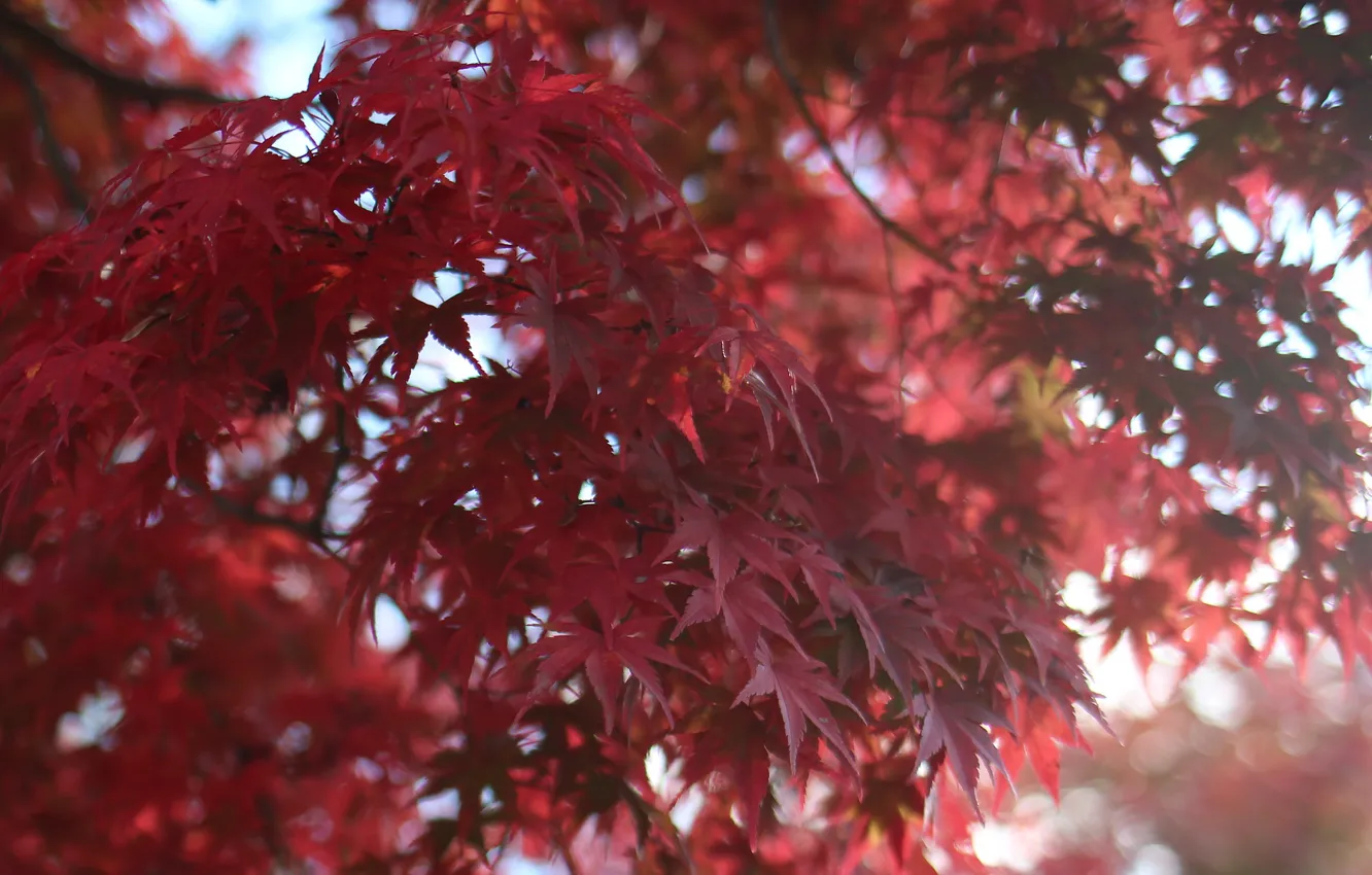 Фото обои листья, макро, Дерево, размытость, красные, клен