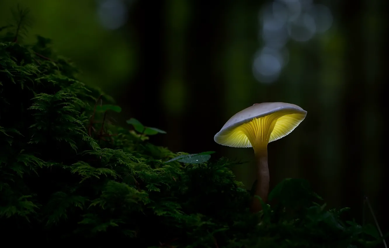 Фото обои лес, природа, гриб