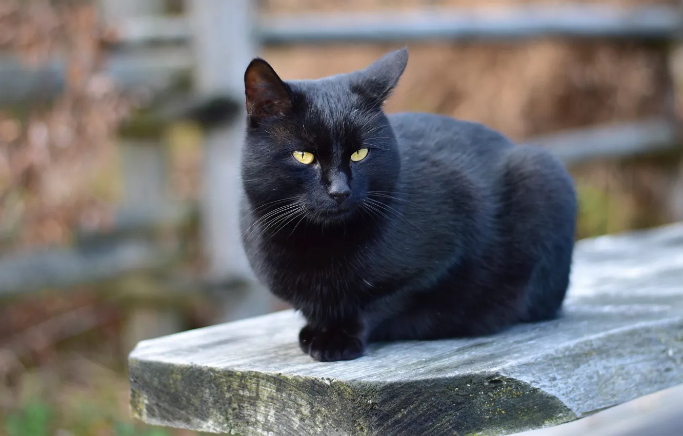 Фото обои кошка, кот, взгляд, морда, скамейка, черный, забор, портрет