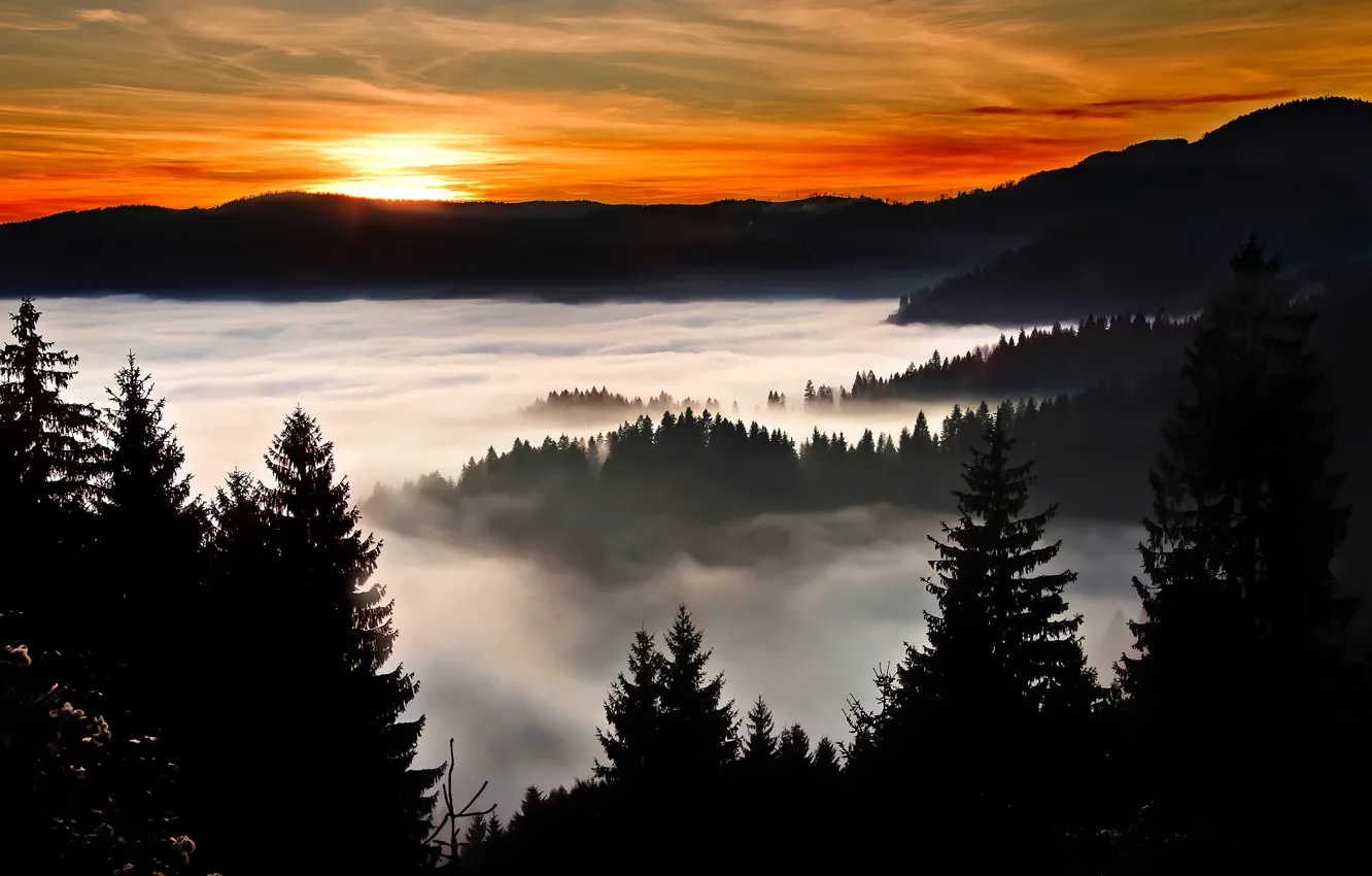 Фото обои лес, небо, солнце, облака, деревья, закат, туман, силуэт