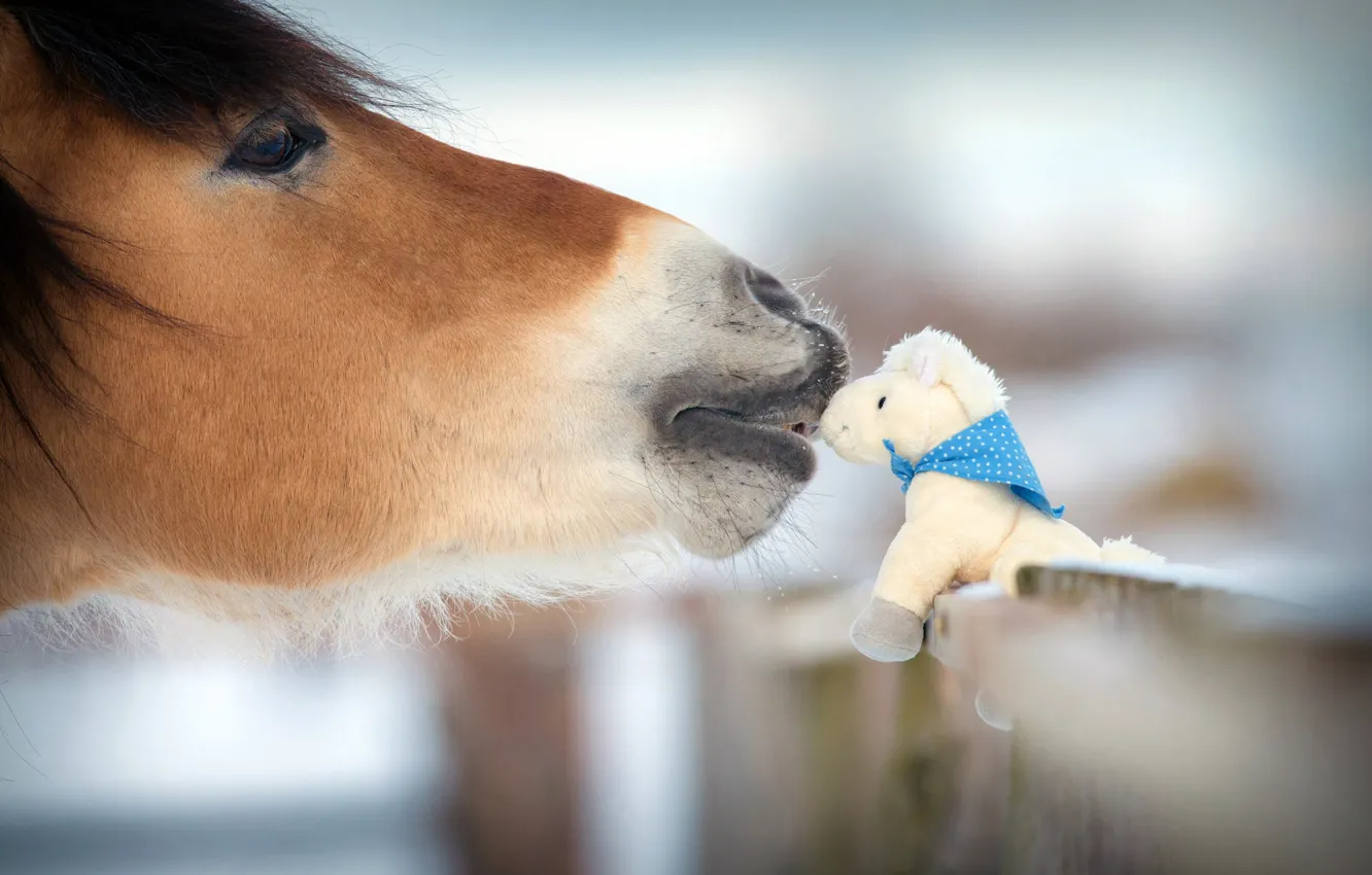 Фото обои зима, природа, доброта, лошадь, нежность, игрушка, забор, размытость
