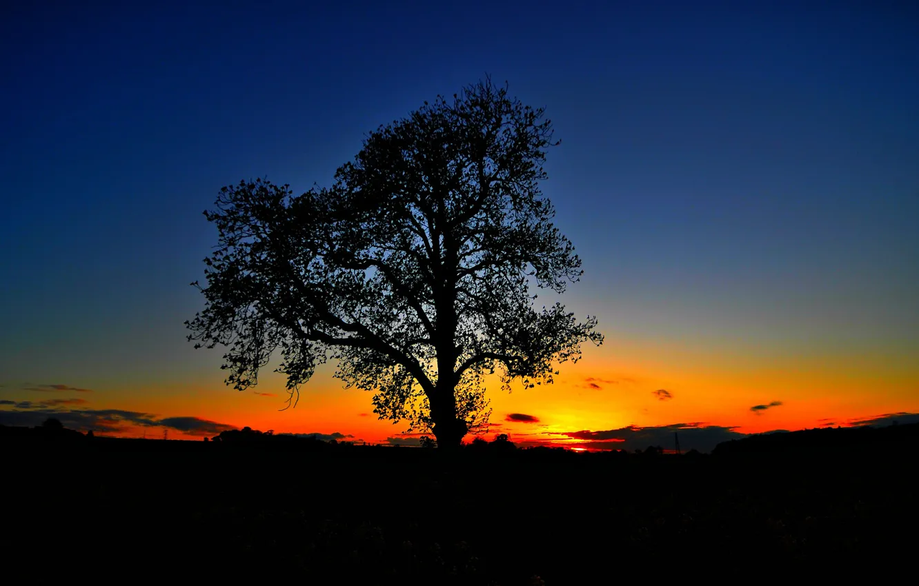 Фото обои небо, закат, дерево, силуэт, зарево