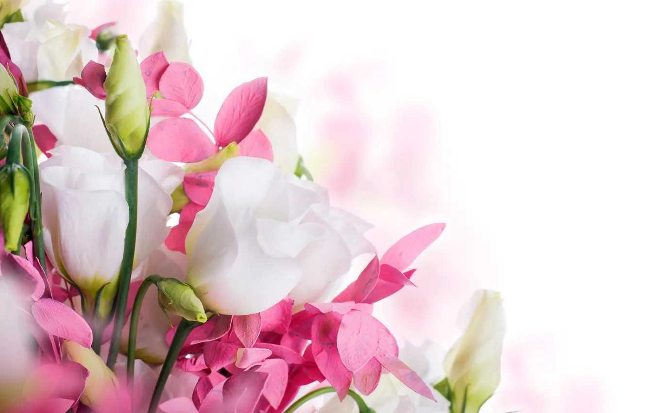 Фото обои весна, white, бутоны, цветение, pink, blossom, flowers, beautiful