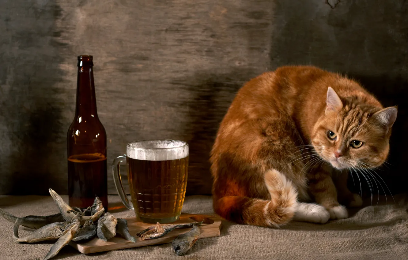 Фото обои кот, стена, бутылка, пиво, рыбка, рыжий, мешковина, подозрительный