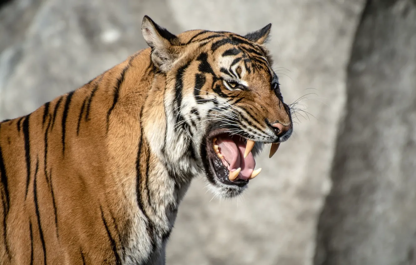 Фото обои язык, морда, полоски, тигр, злость, хищник, ярость, пасть