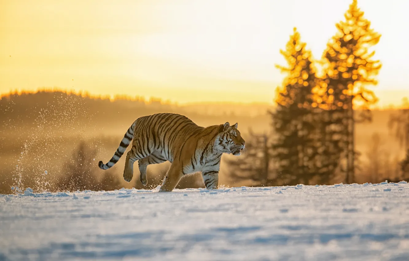 Фото обои зима, поле, лес, свет, снег, тигр, бег, прогулка
