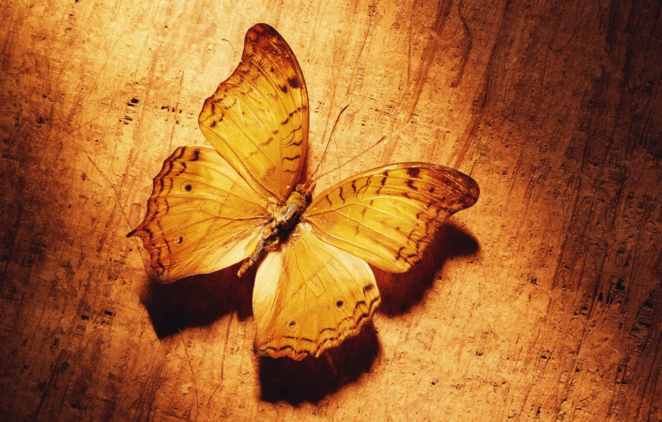 Фото обои желтый, Бабочка