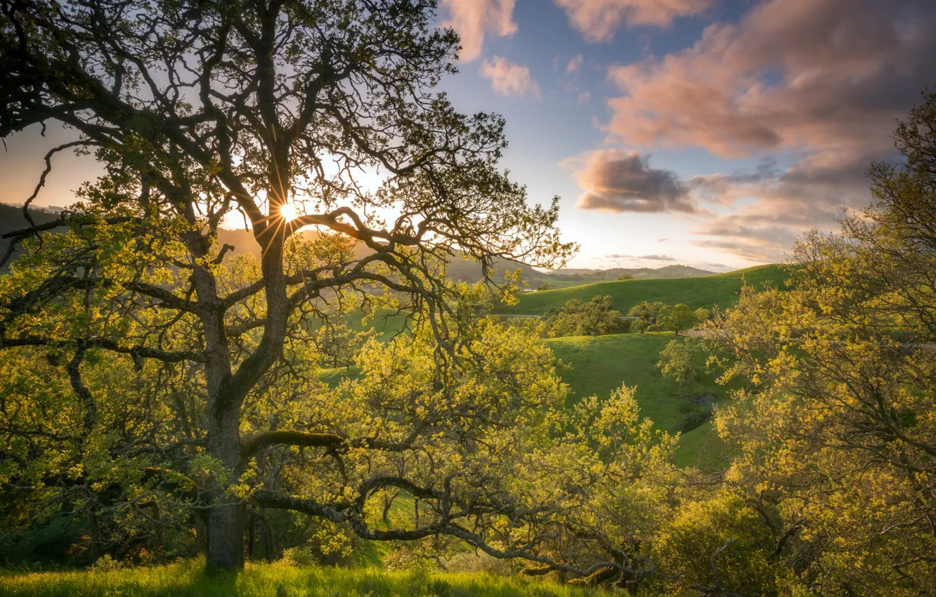 Фото обои небо, деревья, холмы, Калифорния