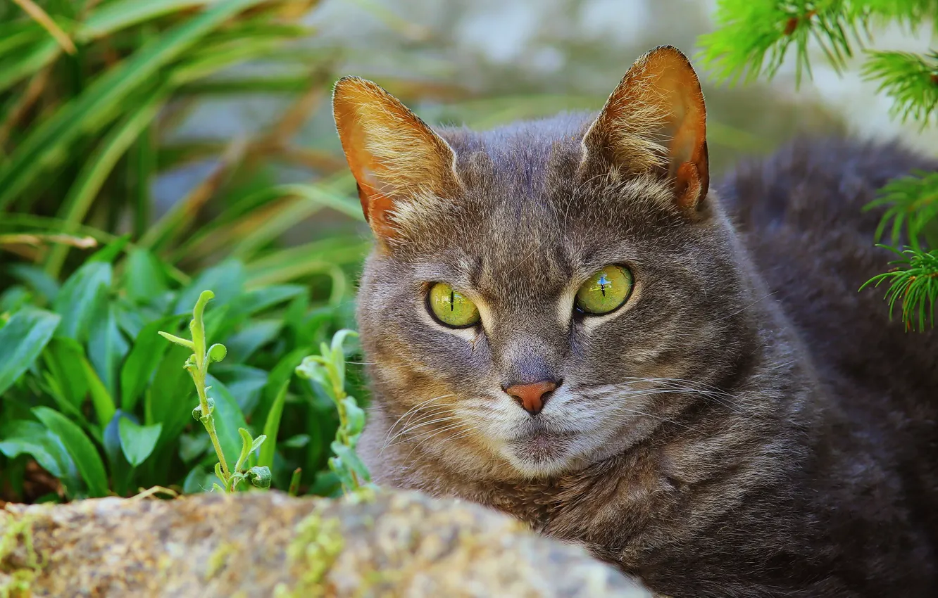 Фото обои кошка, лето, трава, кот, взгляд, морда, серый, портрет